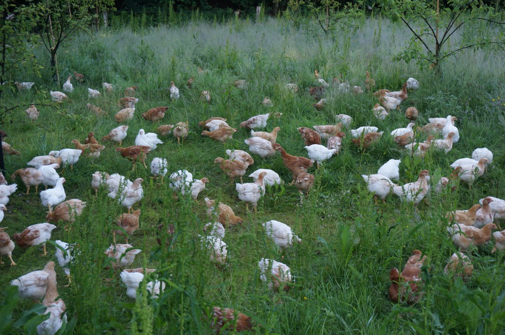 Når der bliver åbnet for kyllingerne om morgenen, har de travlt med at komme ud på marken.