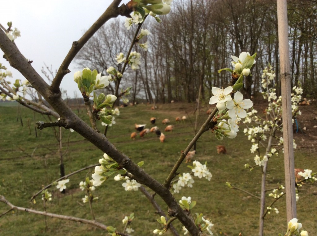 Blomstrende frugttræ - 2016